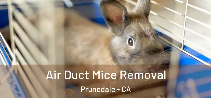  Air Duct Mice Removal Prunedale - CA