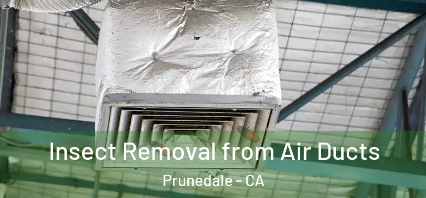 Insect Removal from Air Ducts Prunedale - CA