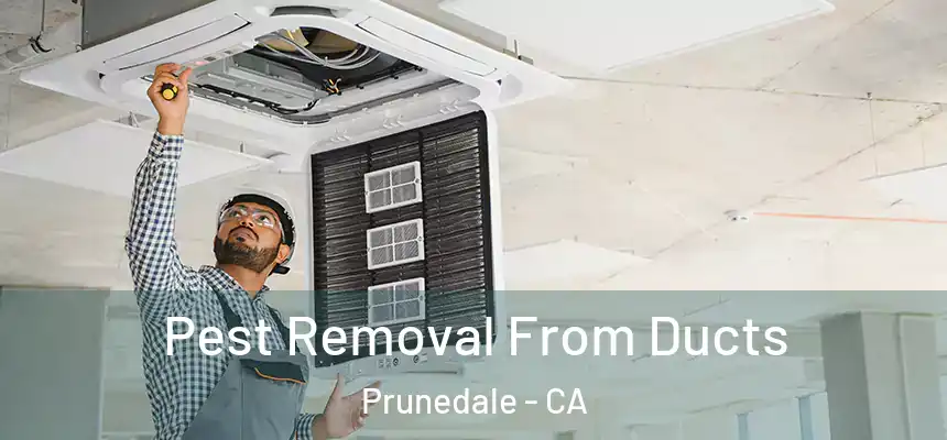 Pest Removal From Ducts Prunedale - CA